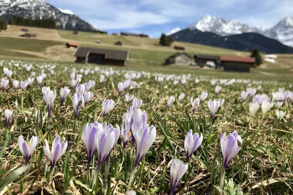 Im Frühling sind das tolle Bayern Reiseziele: Die Krokuswiesen mit dem Karwendel
